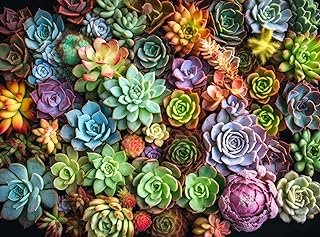 Succulent Symphony: Best 1000 Piece Jigsaw Puzzle for Adults – Premium Quality, Eco-Friendly, Colourful Artwork Puzzle by …