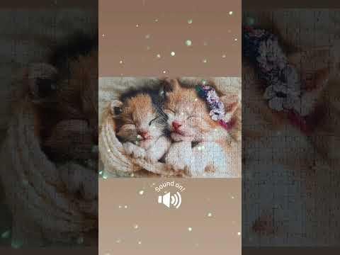 Purrfect Cat-Themed Puzzles for Feline Enthusiasts