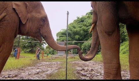 Wild Elephants’ Problem-Solving Skills Key to Human-Wildlife Coexistence